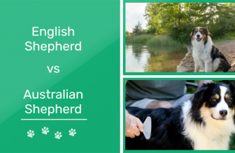 English Shepherd vs Australian Shepherd: Which One Is Right for You? (With Pictures)