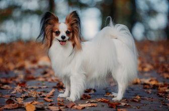 187 Popular & Unique Papillon Names: Male and Female Ideas