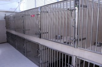 How Much Does Dog Boarding Cost? (2022 Price Guide)