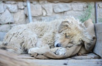 How Many Homeless Dogs & Cats Are There in the U.S.? (Statistics & Facts)