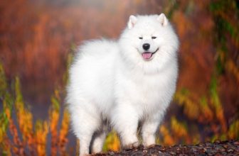 280+ Samoyed Dog Names: Popular & Unique Ideas