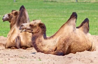 7 Types of Camels – An Overview with Pictures