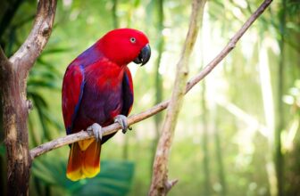 11 Parrot Myths and Misconceptions You Should Know About