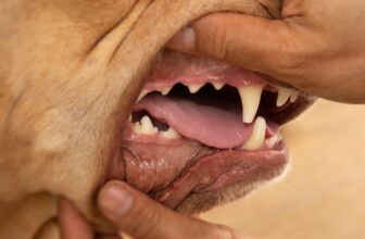 How To Prevent Periodontal (Gum) Disease In Your Pet