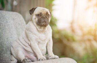 How to Get Your Lazy Dog Up and Moving