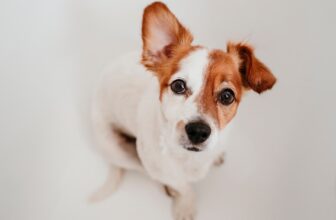 Dogs Can Hear How You’re Feeling