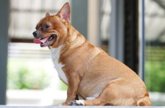 At What Age Can Dogs Get Pregnant: Vet Reviewed Facts & FAQ