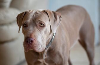 Does a Pitbull Shed a Lot? Care and Grooming Tips