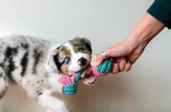 How to Stop a Puppy from Biting
