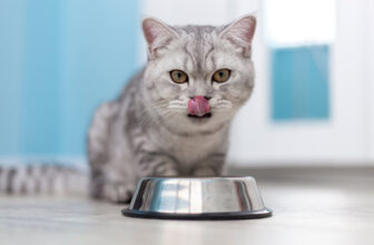 10 Best Cat Foods for Ragdolls – 2025 Reviews & Top Picks