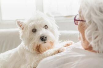 What Are the Best Dogs for Seniors?