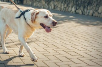 How Often Should You Walk Your Dog?