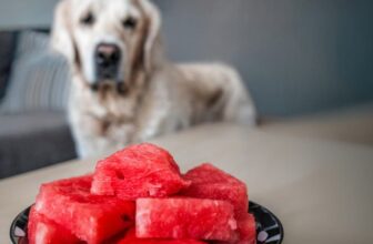 Can Dogs Eat Watermelon? Safety & Serving Tips