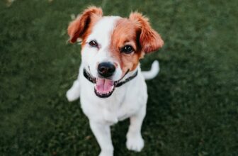 Do Dogs Smile? Exploring Dog Emotions
