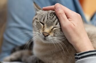 The Friendliest Cat Breeds for Families
