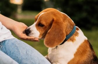Why Do Dogs Lick You? Understanding Dog Licking Behavior