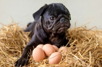 Can Dogs Eat Eggs? Health Benefits & Risks